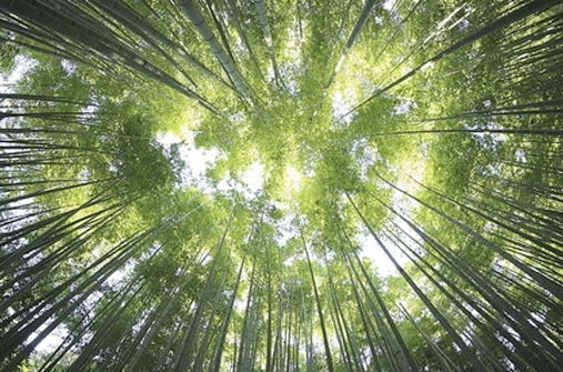 2022年3月公司通过FSC®认证